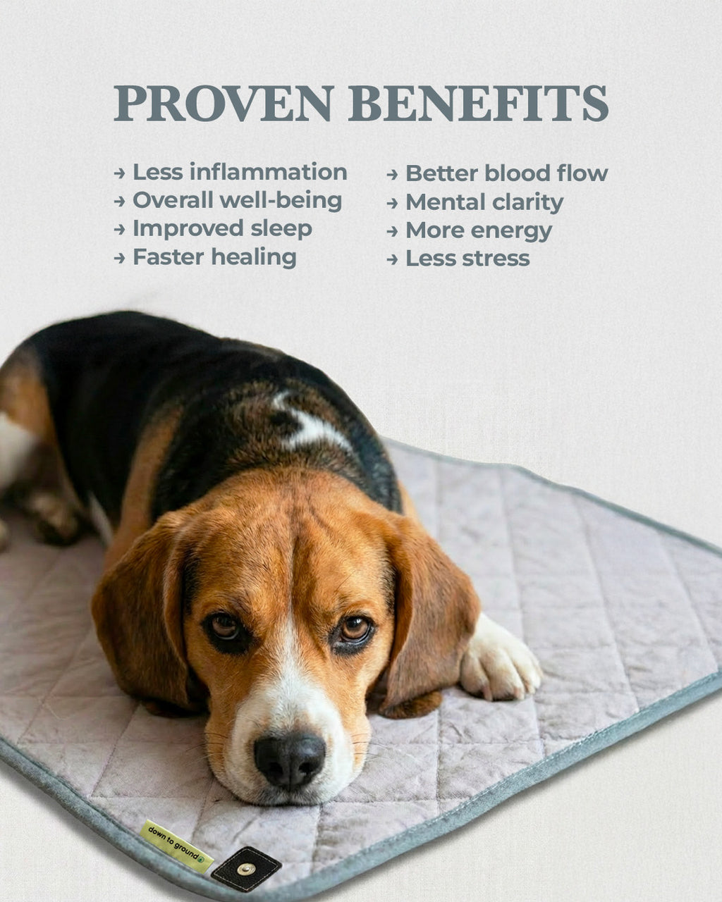 Pet & Parent Bundle